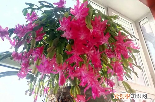 图 爆盆的蟹爪兰要不要换盆 蟹爪兰怎么换盆