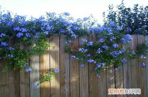 图 蓝雪花用什么土种植 蓝雪花如何配土