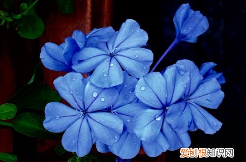 图 蓝雪花用什么土种植 蓝雪花如何配土