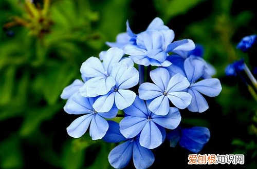 图 蓝雪花用什么土种植 蓝雪花如何配土