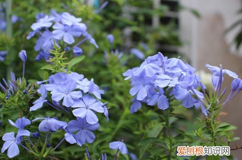 图 蓝雪花用什么土种植 蓝雪花如何配土