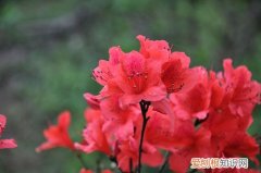 图 映山红用什么土种最好 映山红怎样配土