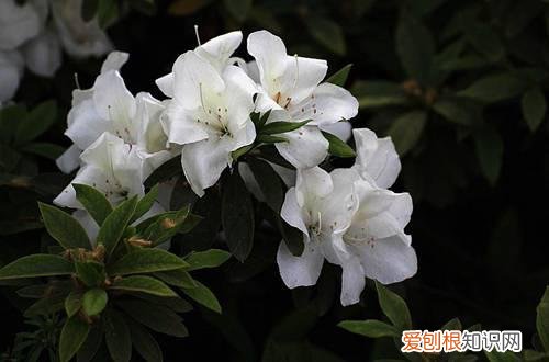 图 映山红用什么土种最好 映山红怎样配土