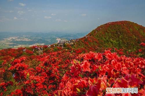 图 映山红用什么土种最好 映山红怎样配土