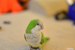 和尚鹦鹉怕冷吗，和尚鹦鹉怕冷么