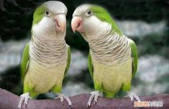 和尚鹦鹉说话能力怎样，和尚鹦鹉学说话怎么样