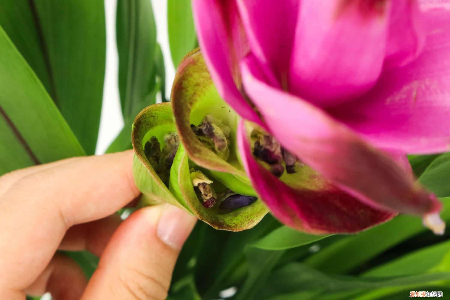 姜荷花冬天怎么养护视频 姜荷花冬天怎么养护