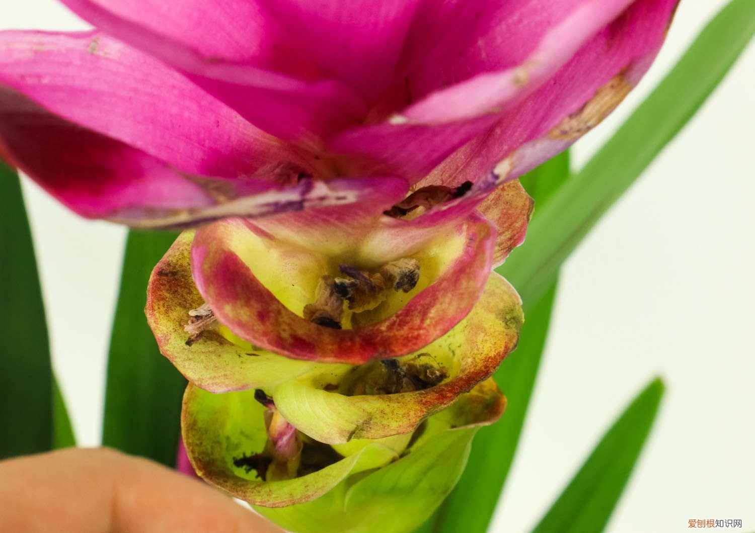 姜荷花冬天怎么养护视频 姜荷花冬天怎么养护