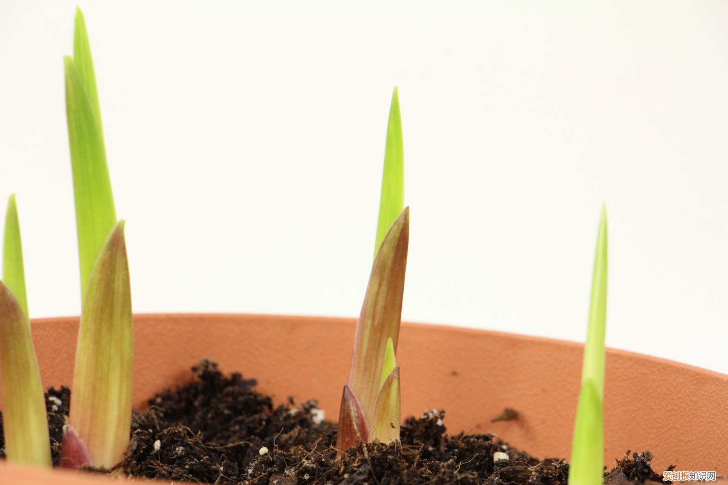 唐菖蒲种球种植方法和时间 唐菖蒲种球种植方法