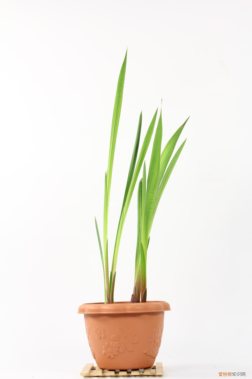 唐菖蒲种球种植方法和时间 唐菖蒲种球种植方法