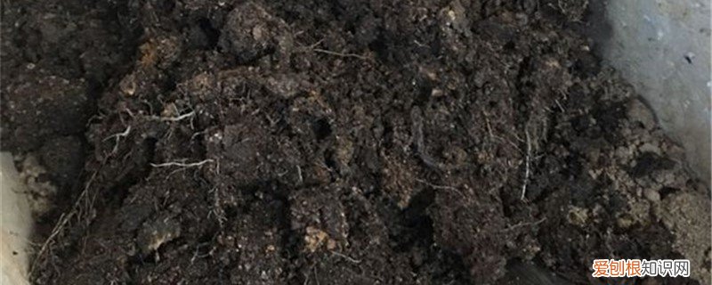 怎样把鸡粪发酵成有机肥 鸡粪怎么发酵成有机肥，怎么施用