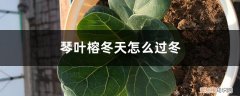 冬天琴叶榕的养殖方法和注意事项 琴叶榕冬天怎么过冬，过冬技巧