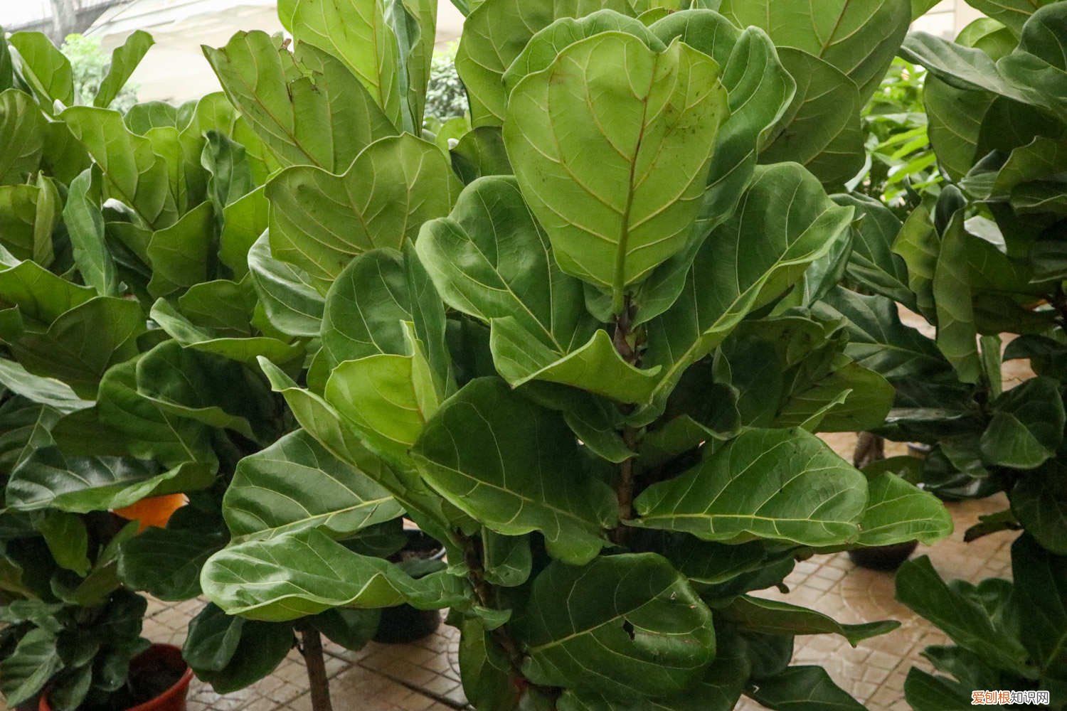 冬天琴叶榕的养殖方法和注意事项 琴叶榕冬天怎么过冬，过冬技巧