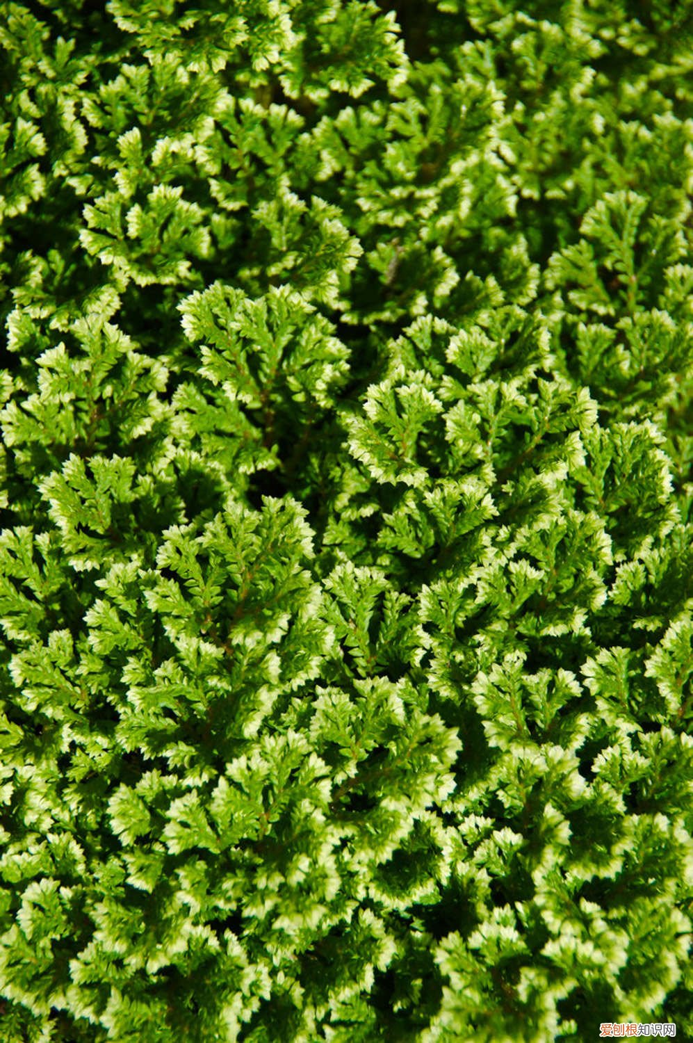 九死还魂草的栽培方法 九死还魂草怎么养，怎么浇水