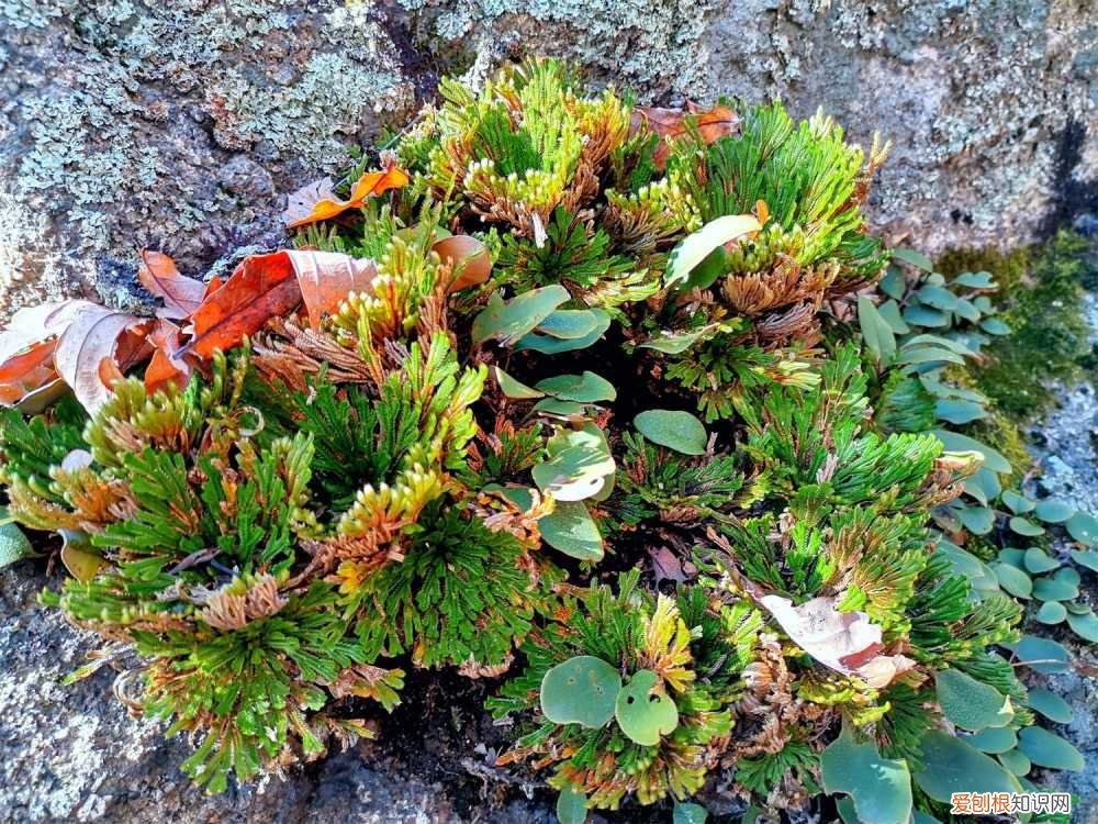 九死还魂草的栽培方法 九死还魂草怎么养，怎么浇水