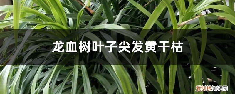 龙血树叶子中间黄干枯 龙血树叶子尖发黄干枯怎么回事