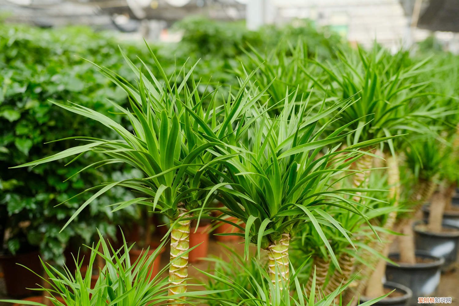 龙血树叶子中间黄干枯 龙血树叶子尖发黄干枯怎么回事