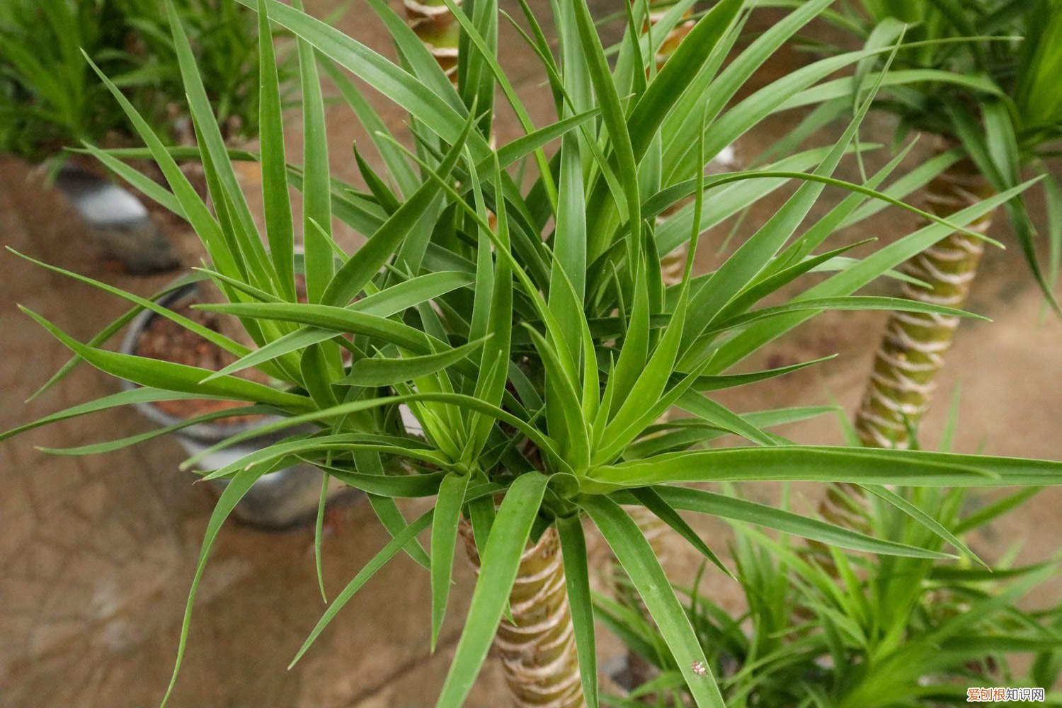 龙血树叶子中间黄干枯 龙血树叶子尖发黄干枯怎么回事