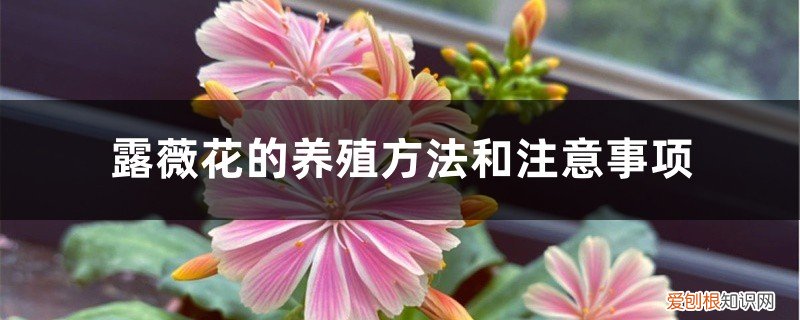 露薇花的养殖方法和注意事项视频 露薇花的养殖方法和注意事项