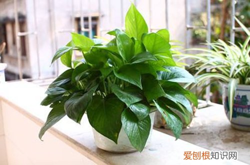 图 怎么做绿萝桩 怎么自制绿萝桩