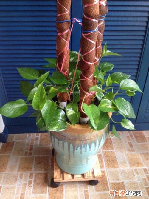 图 怎么做绿萝桩 怎么自制绿萝桩