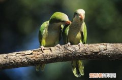 和尚鹦鹉喂食，和尚鹦鹉喂食什么