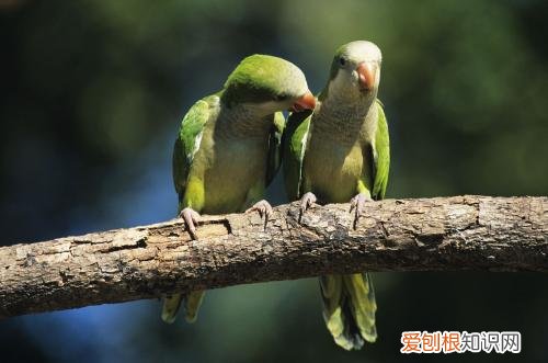 和尚鹦鹉喂食，和尚鹦鹉喂食什么