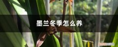 冬季墨兰怎样浇水 墨兰冬季怎么养，怎么浇水
