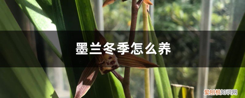 冬季墨兰怎样浇水 墨兰冬季怎么养,怎么浇水