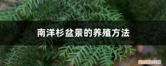南洋杉盆景的耐寒温度 南洋杉盆景的养殖方法，冬天能冻死不