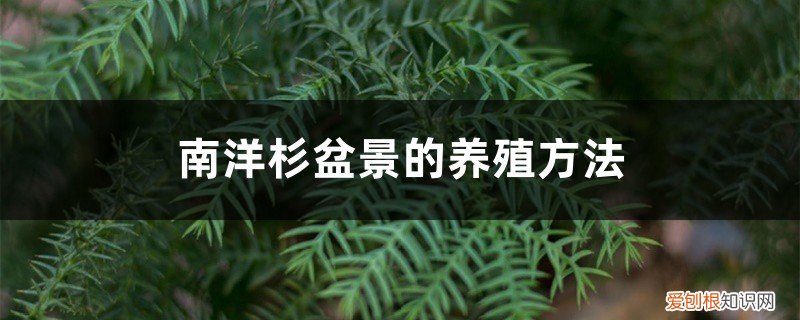 南洋杉盆景的耐寒温度 南洋杉盆景的养殖方法,冬天能冻死不