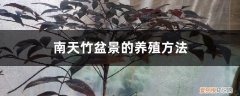 南天竹用什么盆养好 南天竹盆景的养殖方法，怎么养根