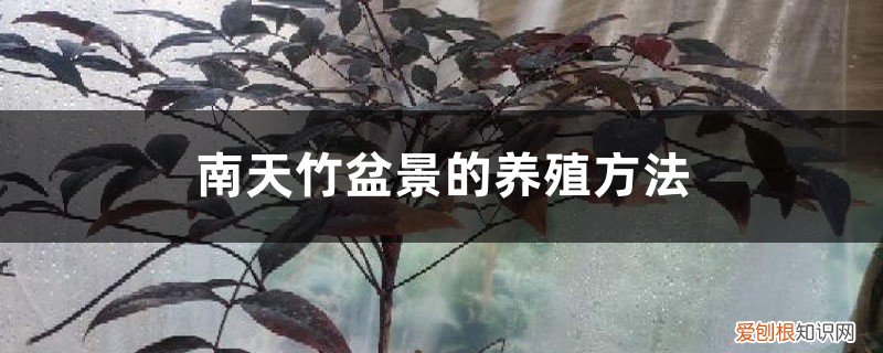 南天竹用什么盆养好 南天竹盆景的养殖方法，怎么养根