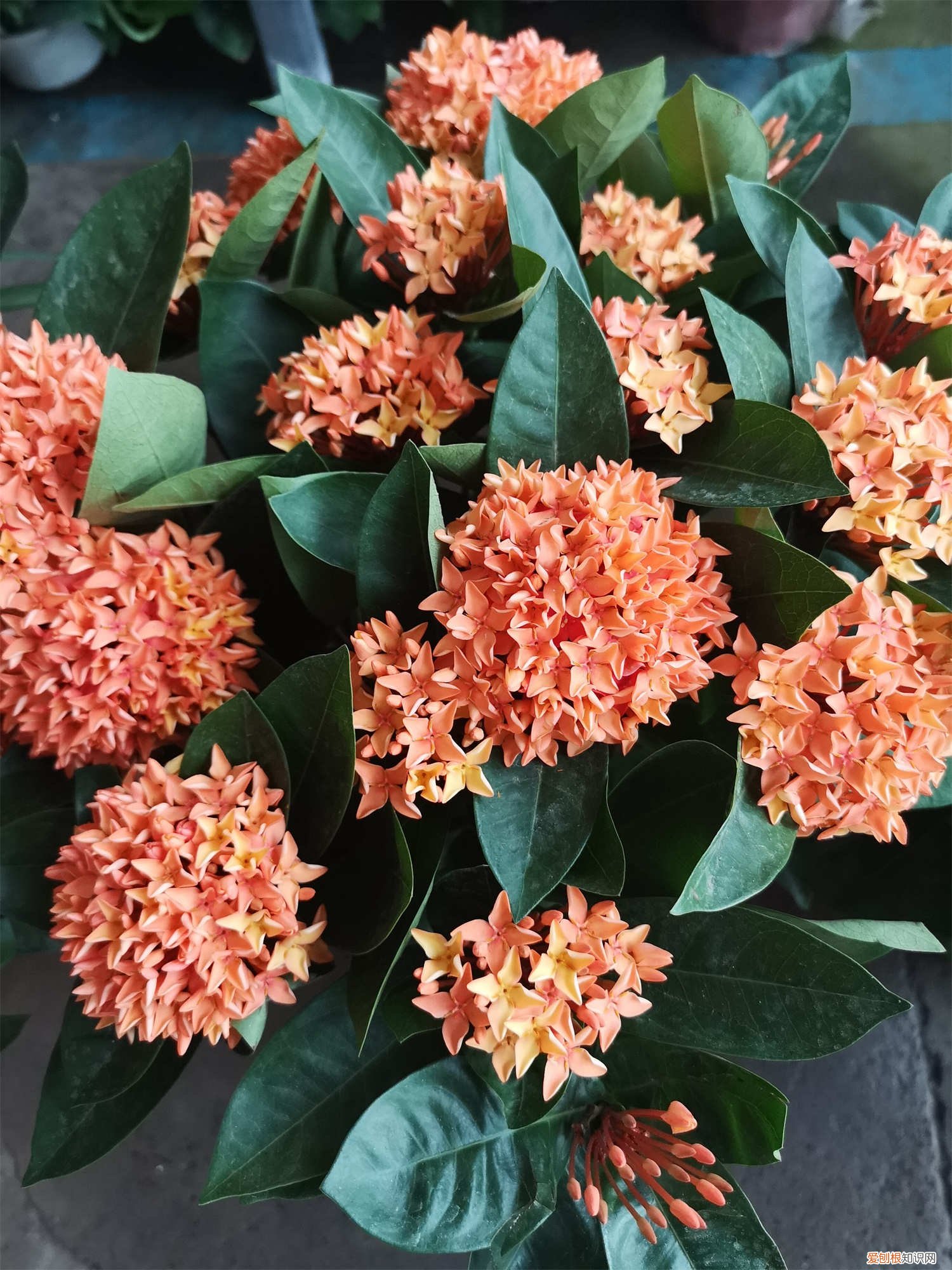 龙船花的养殖技术 龙船花的养殖方法和注意事项，龙船花图片