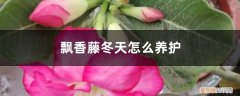 盆栽飘香藤冬天怎么养 飘香藤冬天怎么养护，能换盆吗