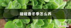 夏天碰碰香能扦插繁殖吗 碰碰香冬季怎么养，可以扦插吗