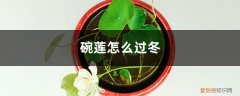 碗莲冬天会冻死吗 碗莲怎么过冬，多少度会冻死