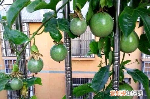 图 百香果什么时候开花结果 怎样让百香果开花结果