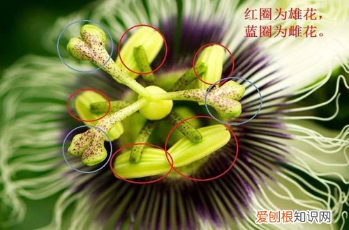 图 百香果什么时候开花结果 怎样让百香果开花结果