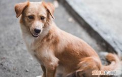 狗狗一直流口水