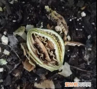 君子兰烂根一半怎么处理 君子兰烂叶烂心烂根怎么办?只要一样东西还在,这样处理就能救活
