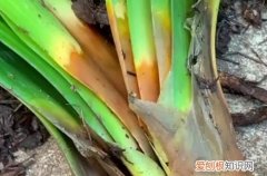 君子兰烂根一半怎么处理 君子兰烂叶烂心烂根怎么办？只要一样东西还在，这样处理就能救活