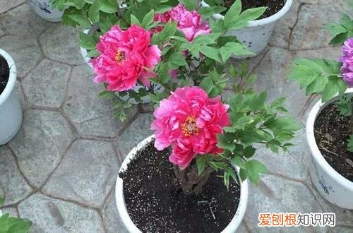 图 盆栽芍药花的养殖方法 芍药花为什么不开花只长叶怎么办