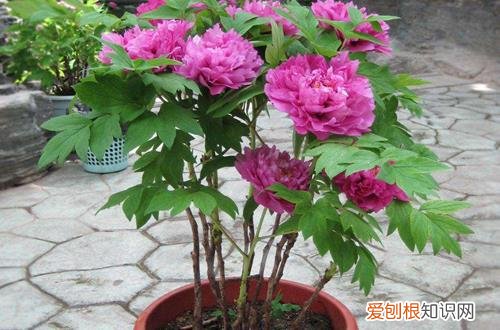 图 盆栽芍药花的养殖方法 芍药花为什么不开花只长叶怎么办