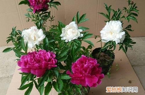 图 盆栽芍药花的养殖方法 芍药花为什么不开花只长叶怎么办