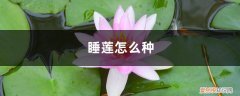 睡莲可以深水养吗 睡莲怎么种，可以全水养吗