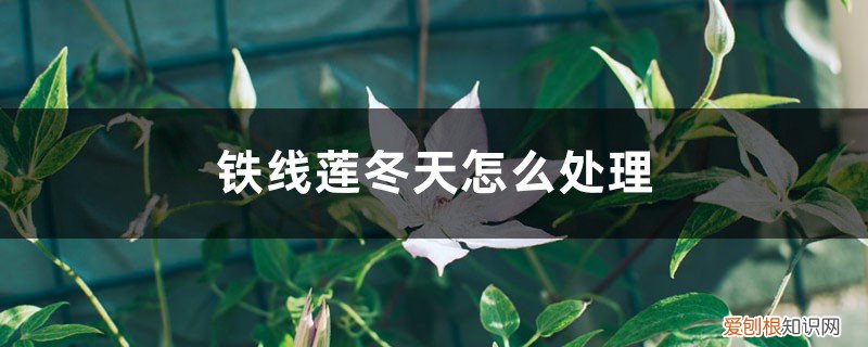 铁线莲冬天怎样过冬 铁线莲冬天怎么处理