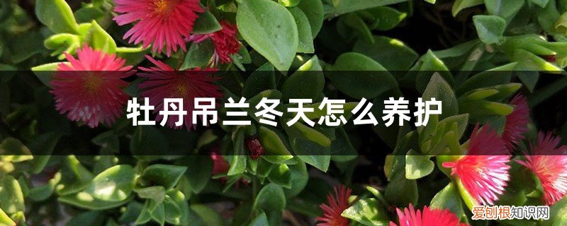 牡丹吊兰过冬要剪枝吗 牡丹吊兰冬天怎么养护，需要剪枝吗
