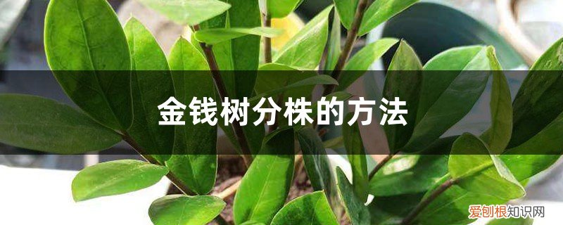 金钱树分株后怎么浇水 金钱树分株的方法，金钱树怎样换盆分株