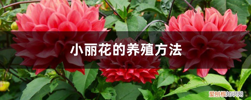 小丽花和大丽花哪个好养 小丽花的养殖方法，和大丽花的区别
